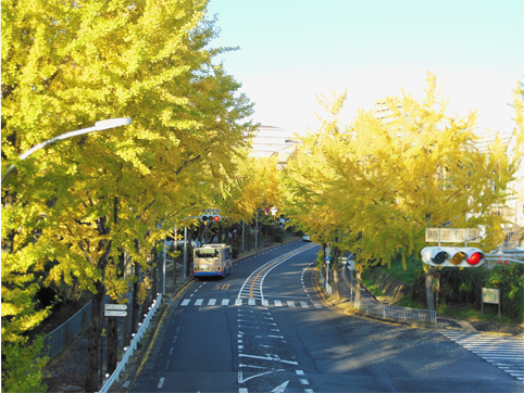 Lines of Gingko trees